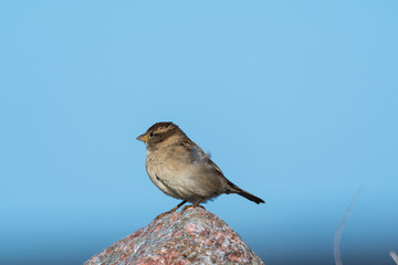 Female House Sparrow on a stone