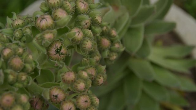 a big houseleek flowers