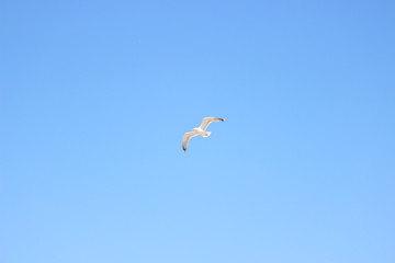 Mouette en train de voler, normandie