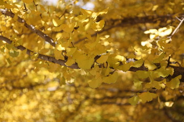 drops on autumn leaf
