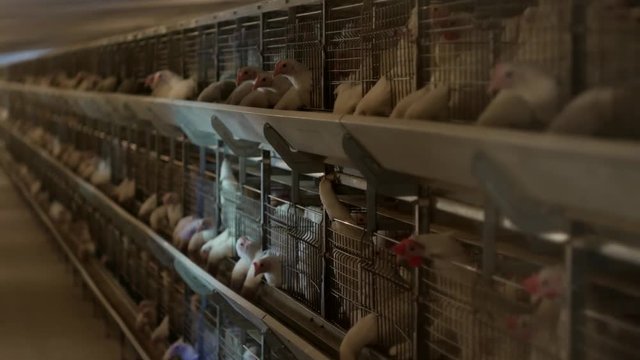 Breeding broiler chickens and chickens, broiler chickens sit behind bars in the hut, poultry house, farming