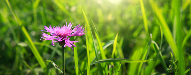 Pink Cornflower in grass isolated on blur background. © Swetlana Wall