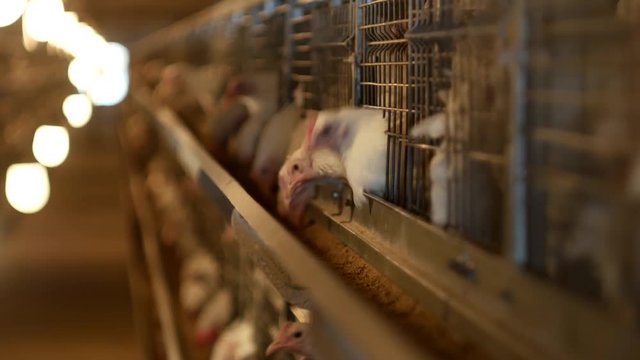 Breeding broiler chickens and chickens, broiler chickens sit behind bars in the hut, poultry house, industry