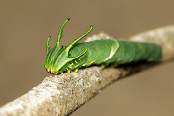 Image of Caterpillar of common nawab butterfly (Polyura athamas) or Dragon-Headed Caterpillar on nature background. Insect. Animal.