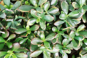 Green crassula with dark green leaves background