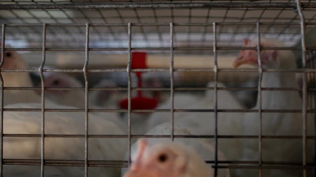 Breeding broiler chickens and chickens, broiler chickens sit behind bars in the hut, poultry house, broilers