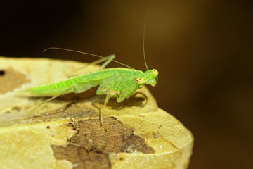 Image of green mantis(Hierodula patellifera) on leaves. Insect, Animal.