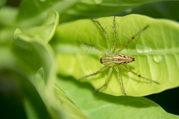 Image of Malagasy green lynx spider (Peucetia madagascariensis) on green leaf. Insect. Animal.