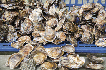 frische Austern