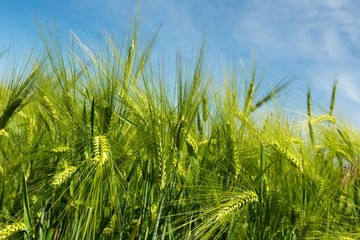 Green Barley / Wheat Field