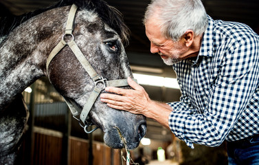 A senior man standing close to a horse in a stable, holding it.