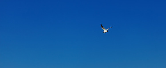 Obraz premium A Baltic Sea Gull in the Blue Sky