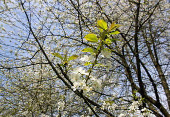 Branche de cerisier blanc en fleur. 