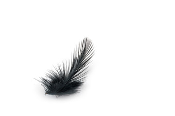 Black bird feather