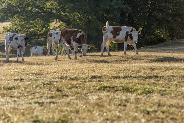 Vaches dans un pâturage