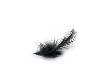 Black bird feather
