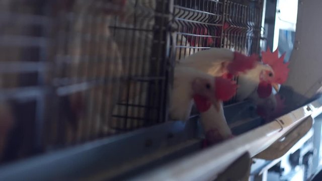 Breeding broiler chickens and chickens, broiler chickens sit behind bars in the hut, poultry house, production