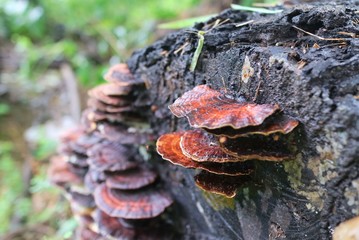 Mushrooms on the timber with green grass background. Soft focus.