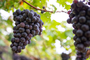 Grappoli d’uva nera sulla vite nel vigneto