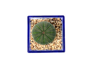 Cactus thorns in pot isolated on white.