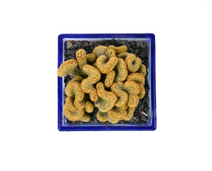 Mammillaria elongata f.cristata,Cactus in pot isolated on white.