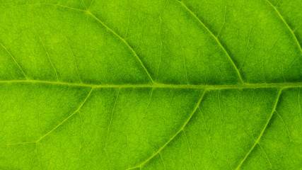 Fototapeta na wymiar detail of a green leaves texture - background