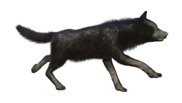 3D Rendering Black Wolf on White
