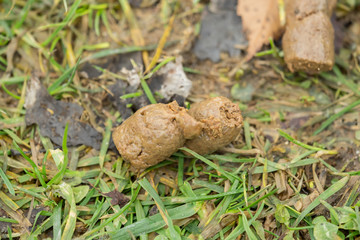 Excrement of a dog on the green meadow