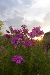 Fototapeta premium Flowers phlox in the grass at sunset of a summer day with a wooden cottage in the background.