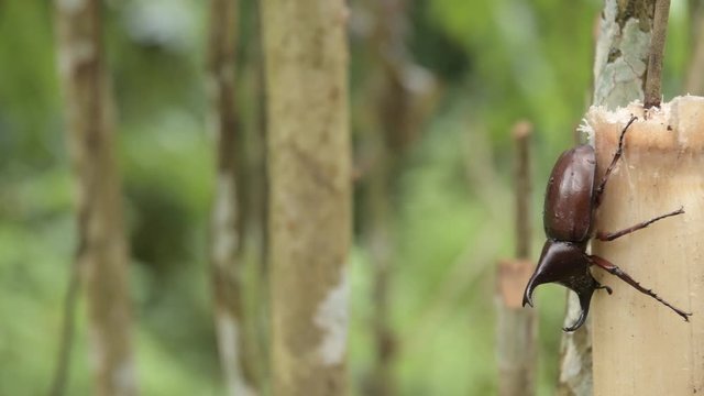 (rhinoceros beetle), The Siamese rhinoceros beetle (Xylotrupes gideon) or fighting beetle, It is particularly known for its role in insect fighting in Thailand. New trend of Awesome pets