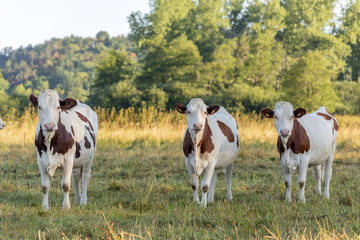 Vaches dans un pâturage