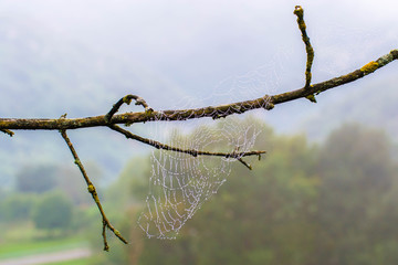 Telaraña en una rama
