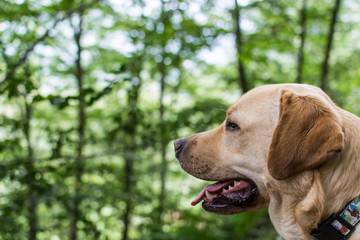Retrato de un perro Labrador