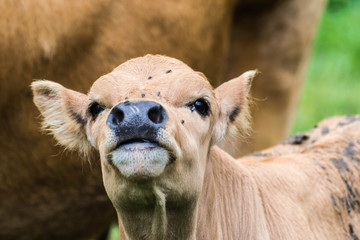 Fototapeta premium Hermosa vaquilla, mirada de ternero