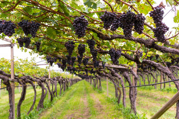 Grappoli d’uva nera sulla vite nel vigneto © vpardi