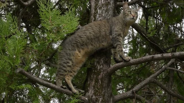 Tabby Cat  on a tree