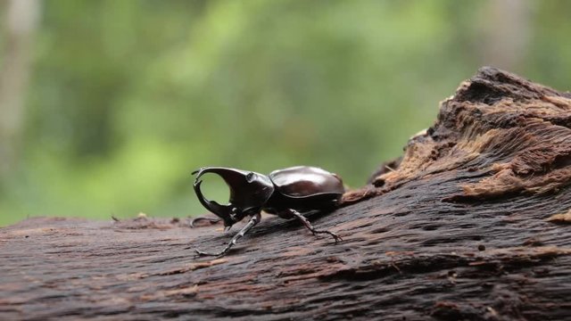 (rhinoceros beetle), The Siamese rhinoceros beetle (Xylotrupes gideon) or fighting beetle, It is particularly known for its role in insect fighting in Thailand. New trend of Awesome pets