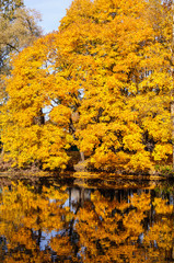 Autumn landscape of a river and yellow trees.
