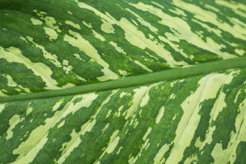 Araceae green nature background