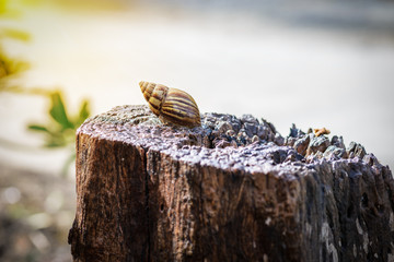 Big snail in shell crawling on Timber