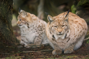 Two lynxes are waiting tensely in the forest