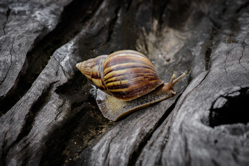 Big snail in shell crawling on Timber