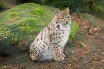 A lynx is waiting tensely in the forest