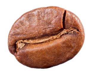 single coffee bean on white