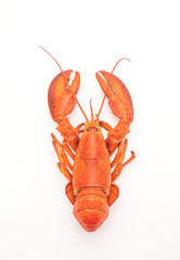 Image of cooked lobster isolated on white printed on Printed Glass Basin Splashbacks