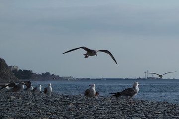seegulls on the coast of sea