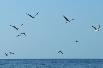 Fototapeta na wymiar see gulls on the sky