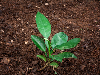 Lemon plant seedlings planted into the soil.