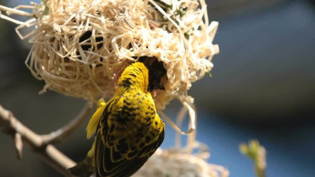 Village Weaver bird (Ploceus cucullatus) working on his nest, adding dry grass and other building material, weaving it into the existing structure.