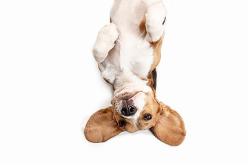 Front view of cute beagle dog sitting, isolated on a white studio background